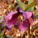 Helleborus orientalis fleur (2)